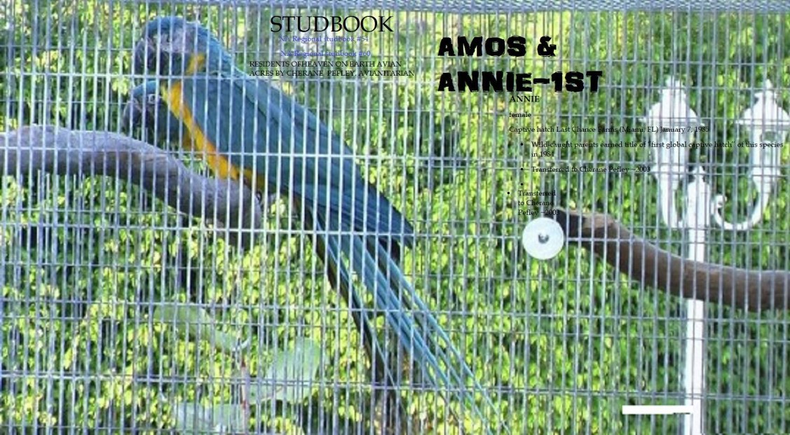 AMOS AND ANNIE  1981 N  1985
STUDBOOK NUMBER 54 AND 60